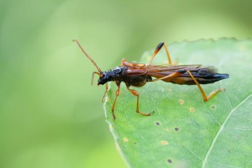 Necydalis major